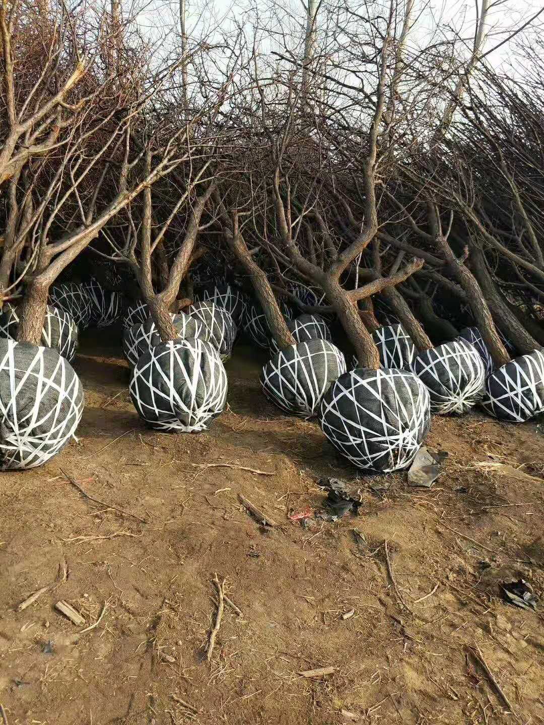 Ƥ