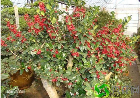 大理红果冬青小苗批发报价