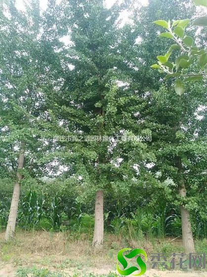 广元苍溪县银杏 全市装送