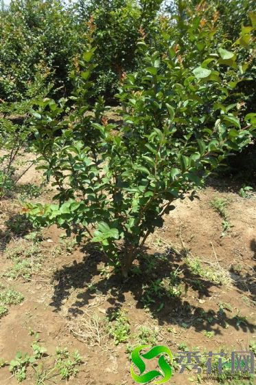 ������ˮ����ޱ �����ֲ