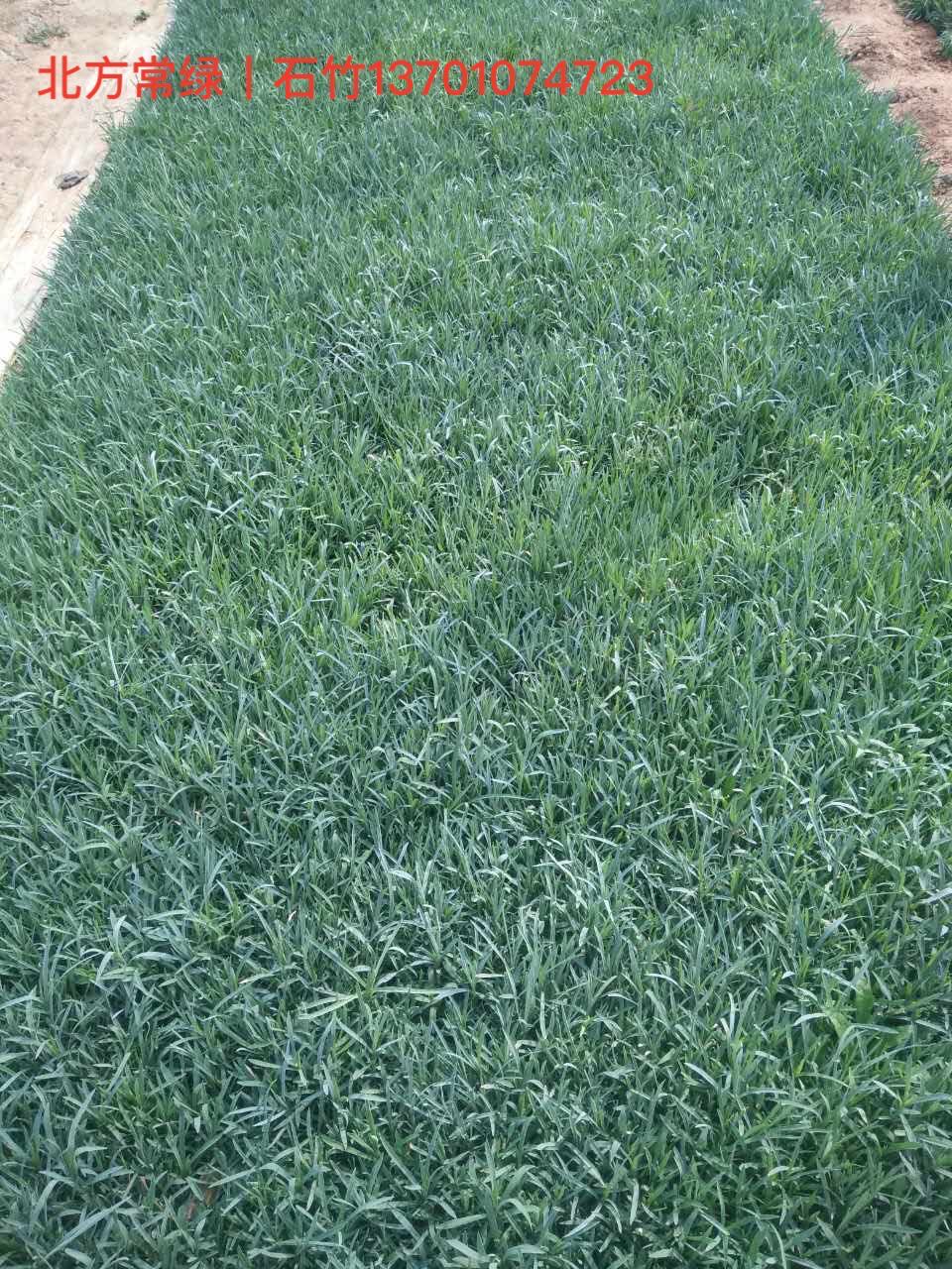 ʯӪؼ۸ѯ