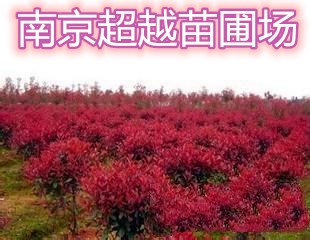 ṩϾҶʯ120׹ںҶʯλǶǮ