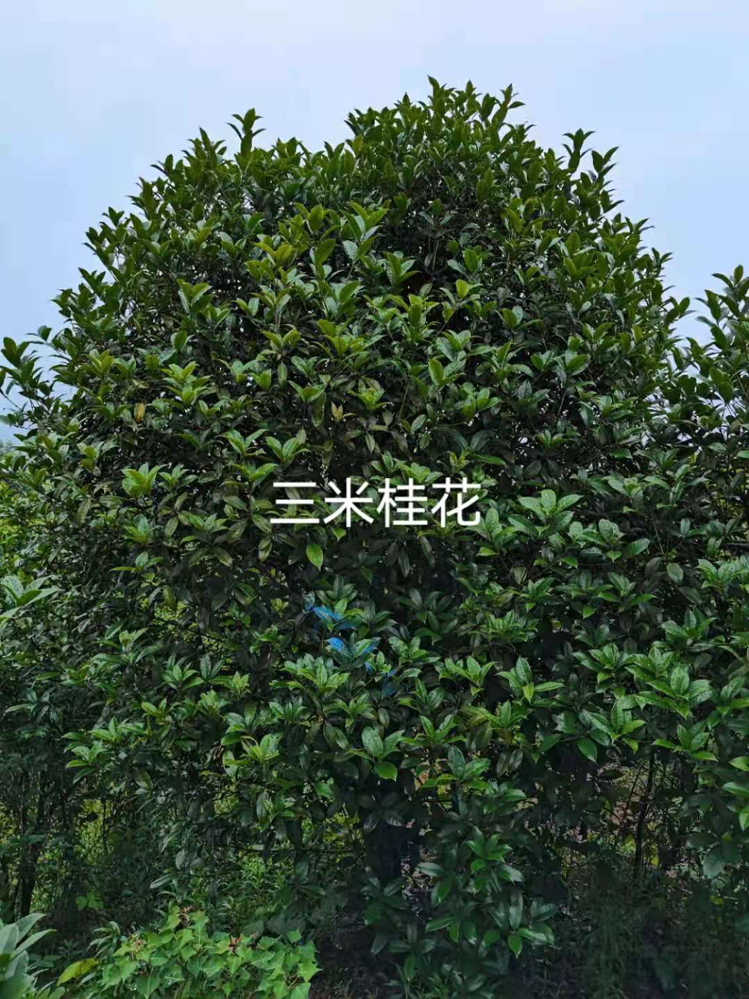 ṩ-Ͼ3mʲôǮ