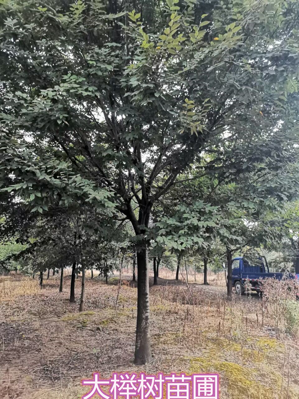 提供江苏南京榉树榉树价格15公分榉树价位是怎样了