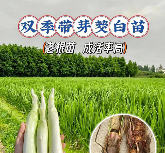 Ӧ - Ǩ - ׳ֱ